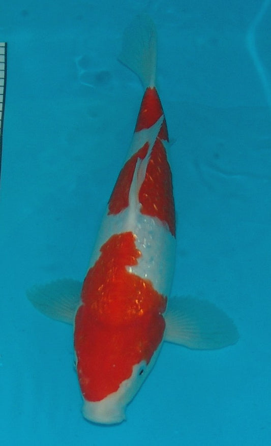 Gin Rin Kohaku, k2607