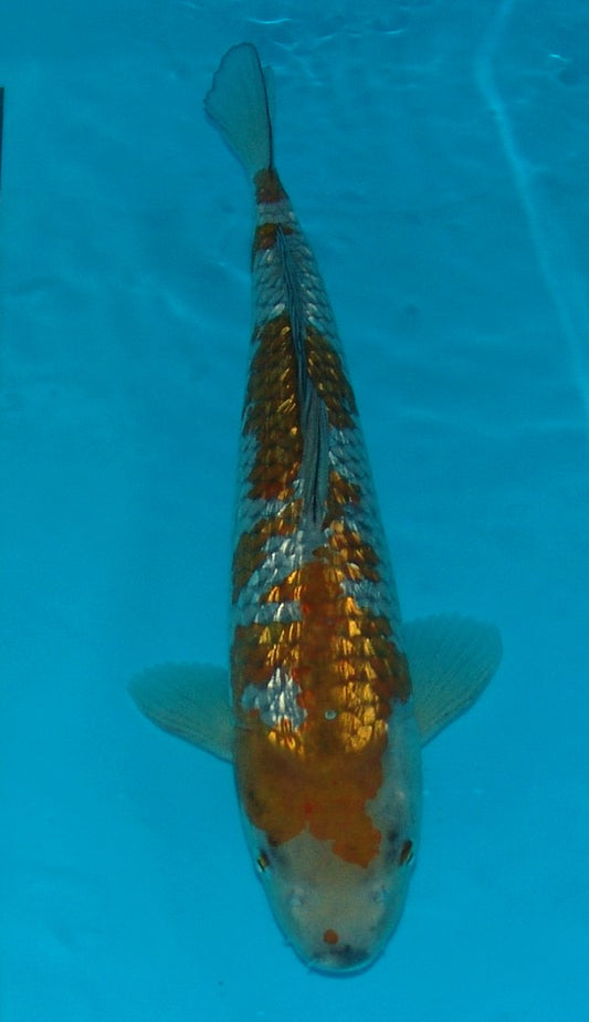 Gin Rin Ochiba Shigure, k2611