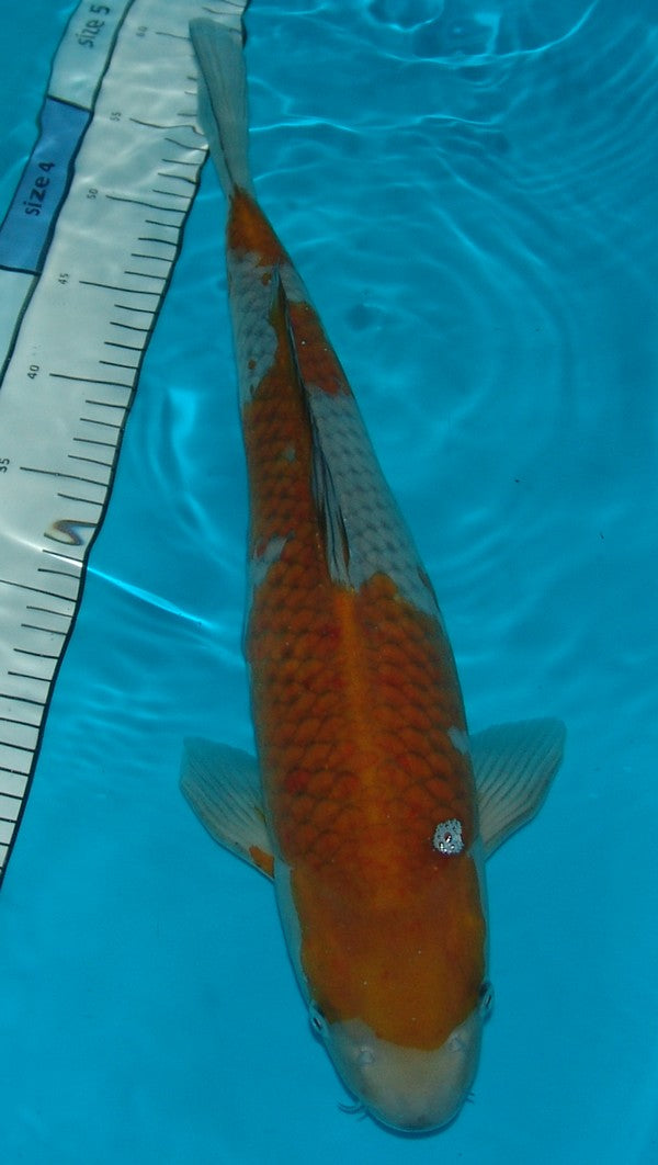 Ochiba Shigure, k2618