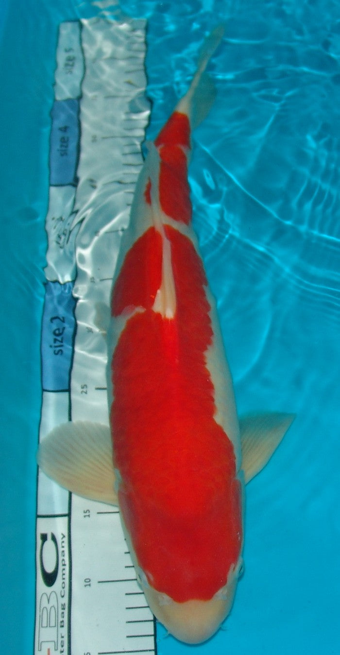 Kohaku, k2622