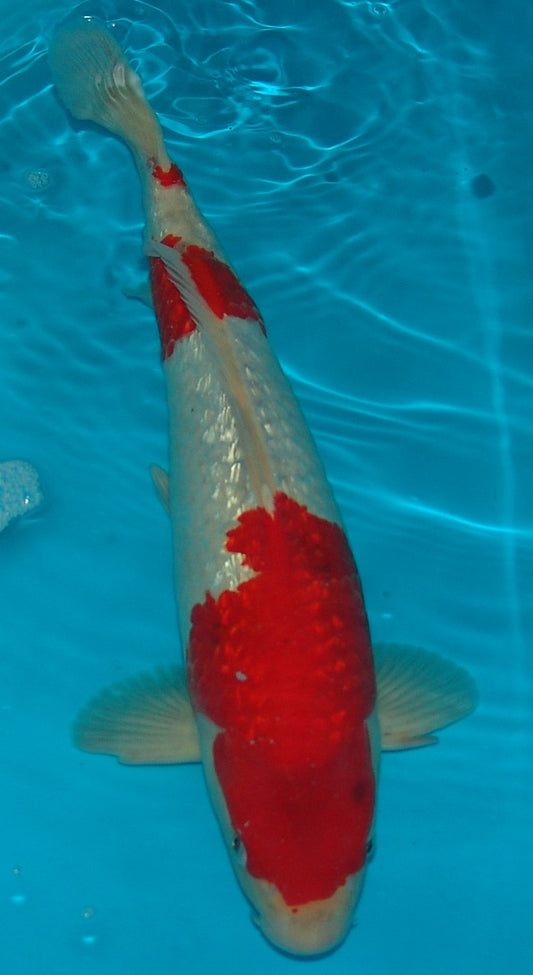 Gin Rin Goshiki, k2624