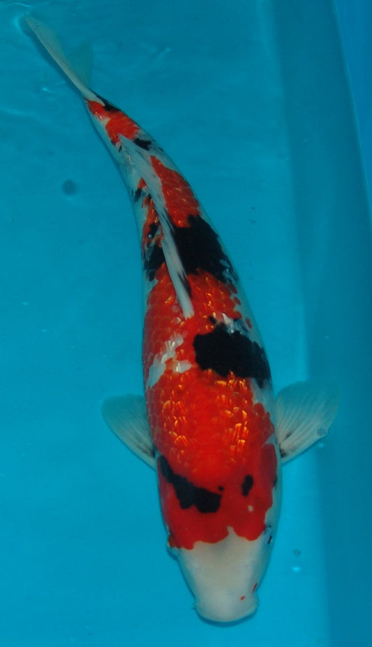 Gin Rin Showa, k2625