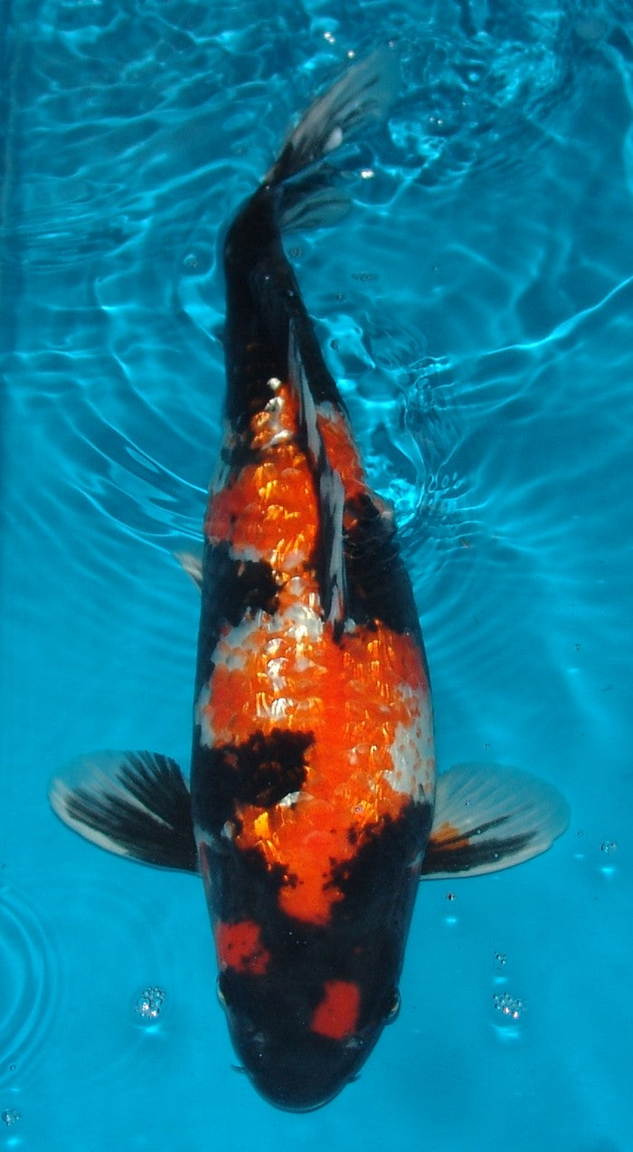 Gin Rin Showa, k2626