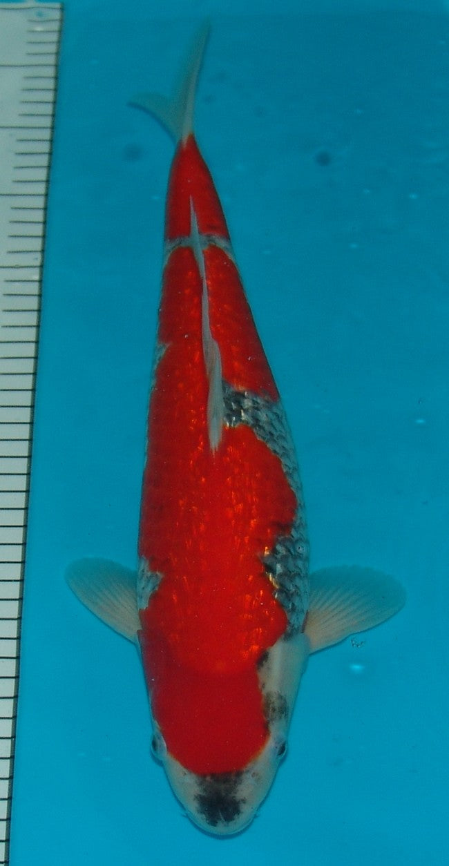 Gin Rin Goshiki, k2628