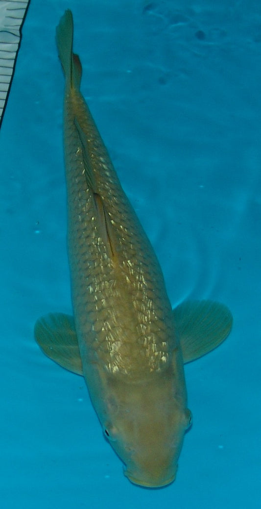 Gin Rin Chagoi, k2629