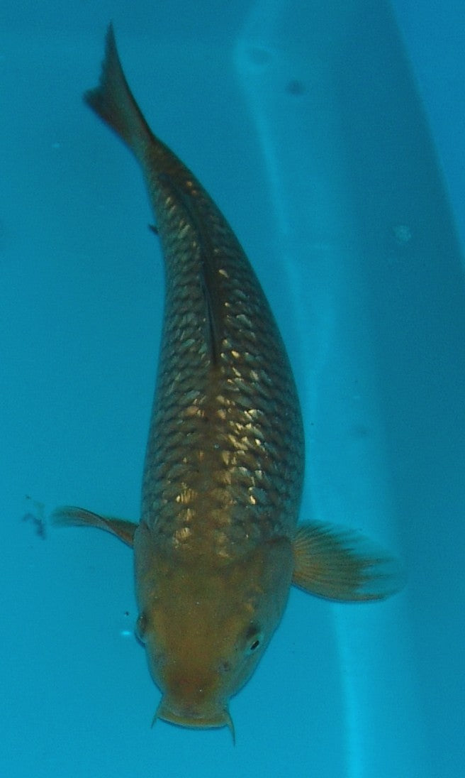 Gin Rin Chagoi, k2630