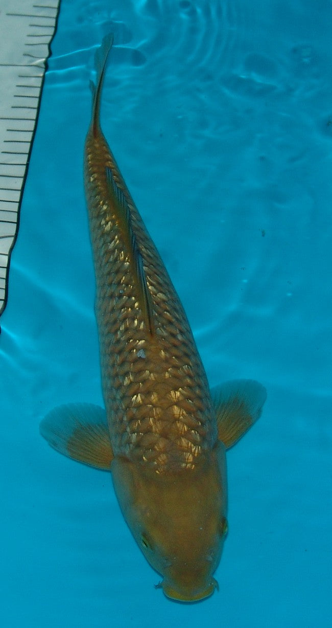 Gin Rin Chagoi, k2632