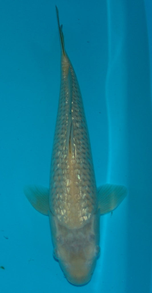 Gin Rin Chagoi, k2633