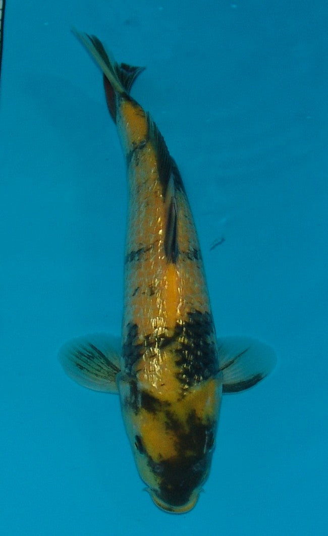 Gin Rin Ki Utsuri, k2635