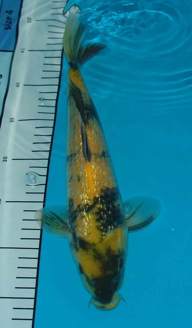 Gin Rin Ki Utsuri, k2635