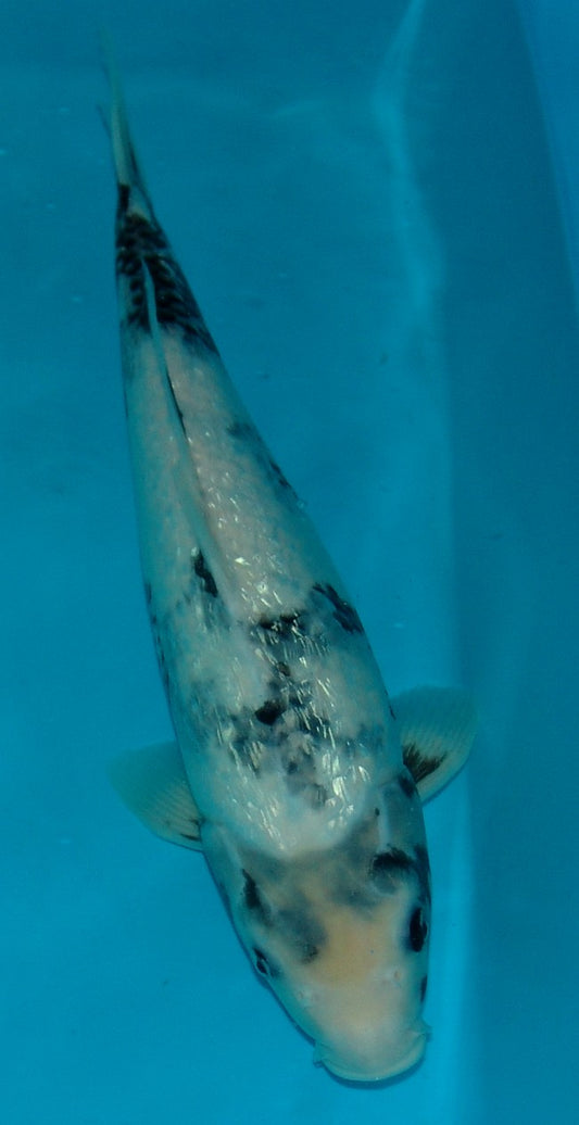 Gin Rin Kage Shiro Utsuri, k2638