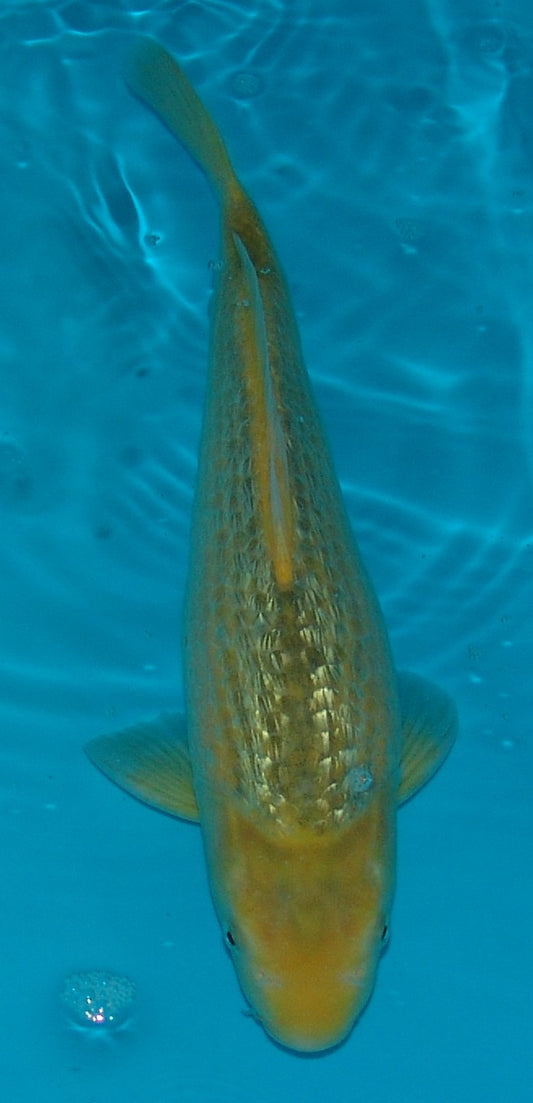 Gin Rin Ki Matsuba, k2640