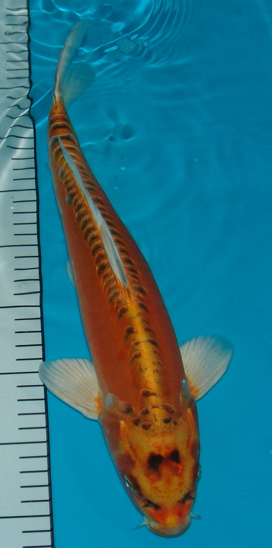 Doitsu Mizuho Ogon, k2641