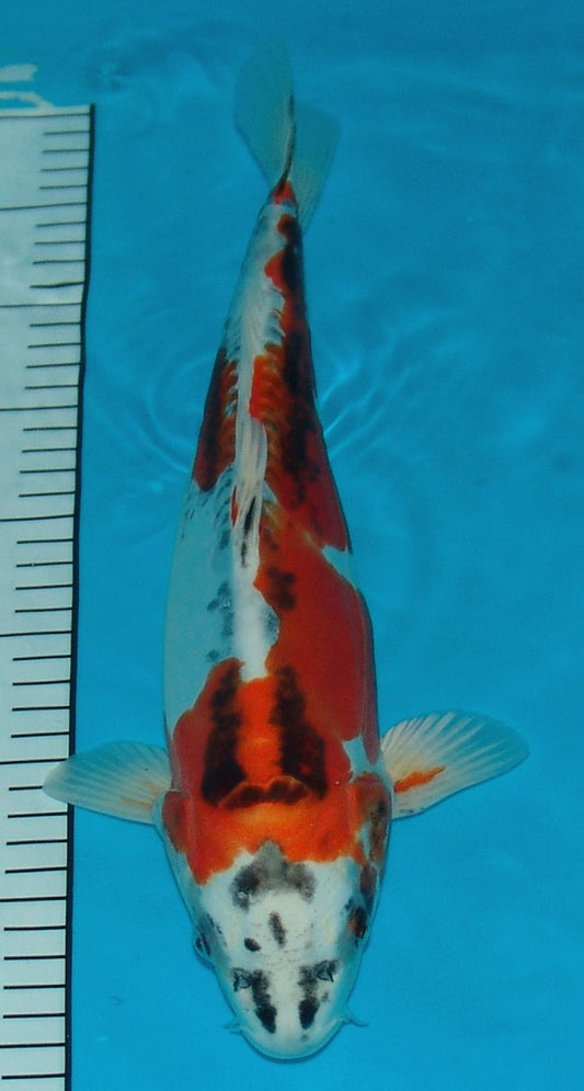 Doitsu Yamatonishiki, k2645