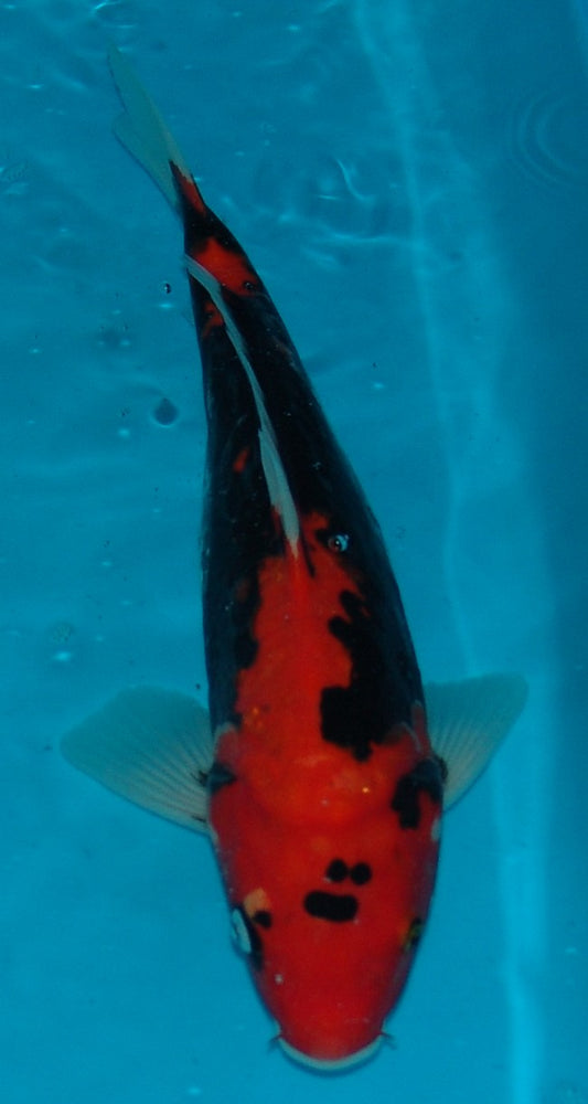 Beni Kumonryu, k2651