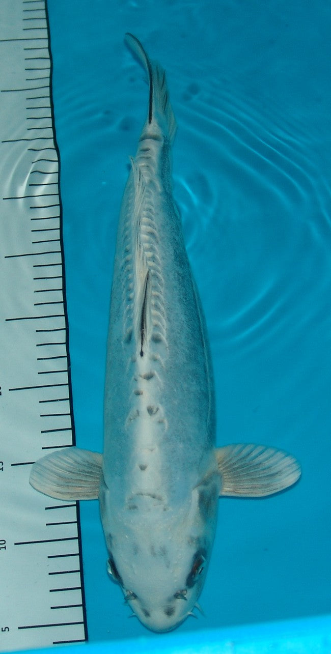 Doitsu Kabuto, k2652