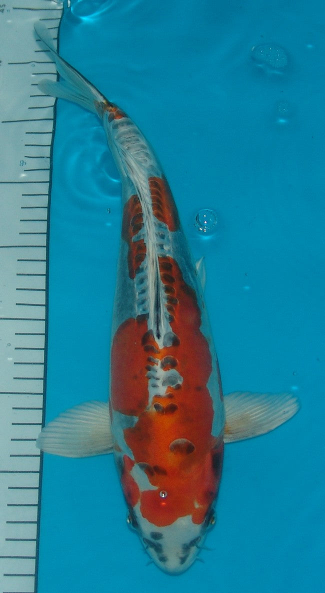 Doitsu Kujaku, k2653