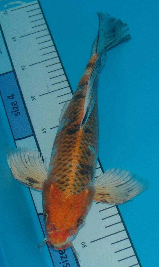 Long Fin Yamatonishiki, k2655