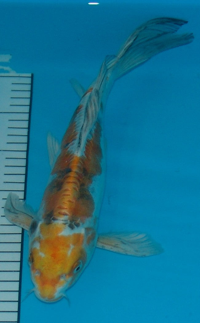 Long Fin Doitsu Yamatonishiki, k2656