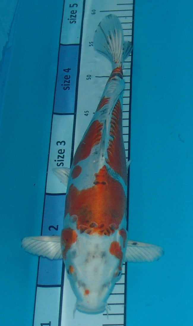 Benikikokuryu, k2657