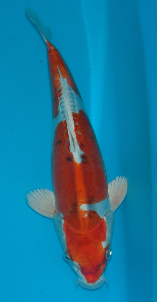 Benikikokuryu, k2658