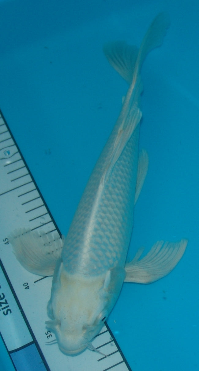 Long Fin Platina (Purachina), k2661