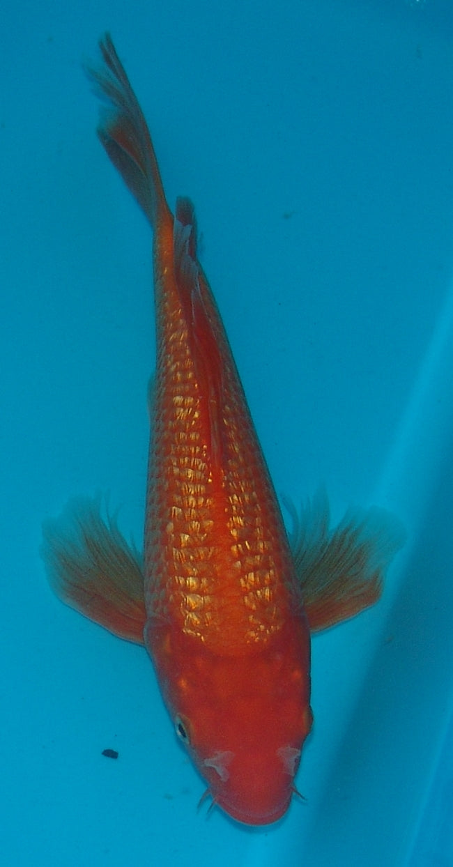 Long Fin Gin Rin Orenji, k2662