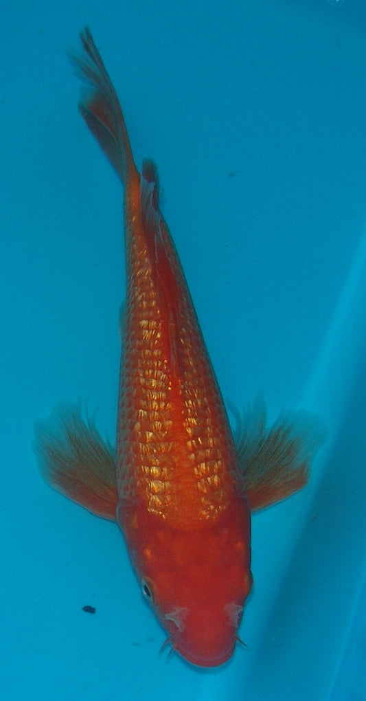 Long Fin Gin Rin Orenji, k2662