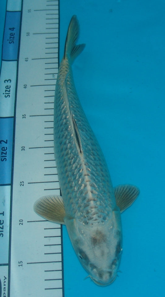 Gin Rin Kabuto, k2666