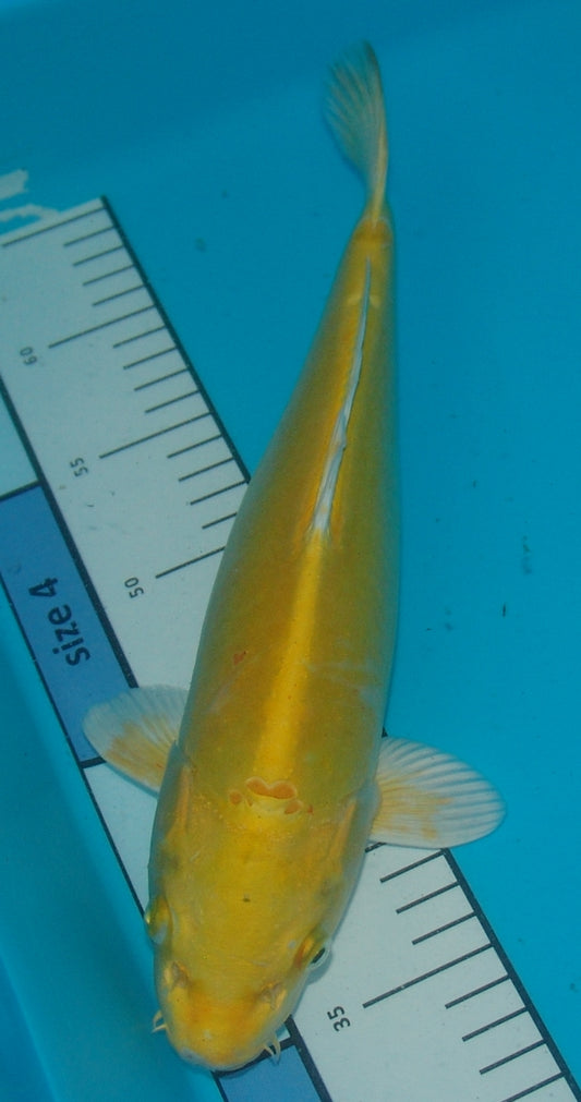 Doitsu Yamabuki, k2669