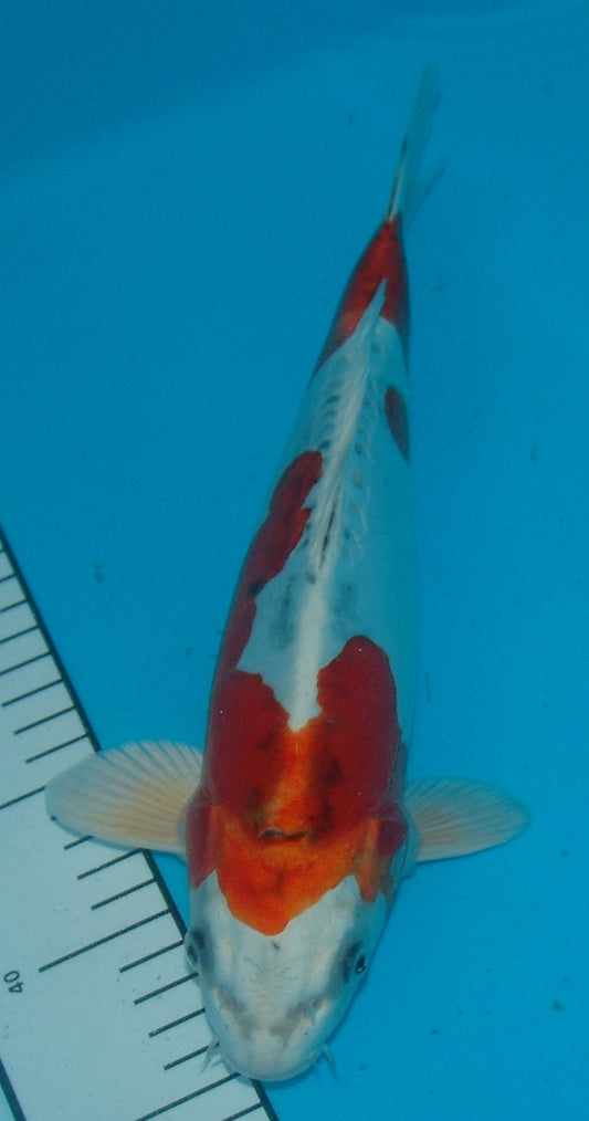 Doitsu Kujaku, k2670