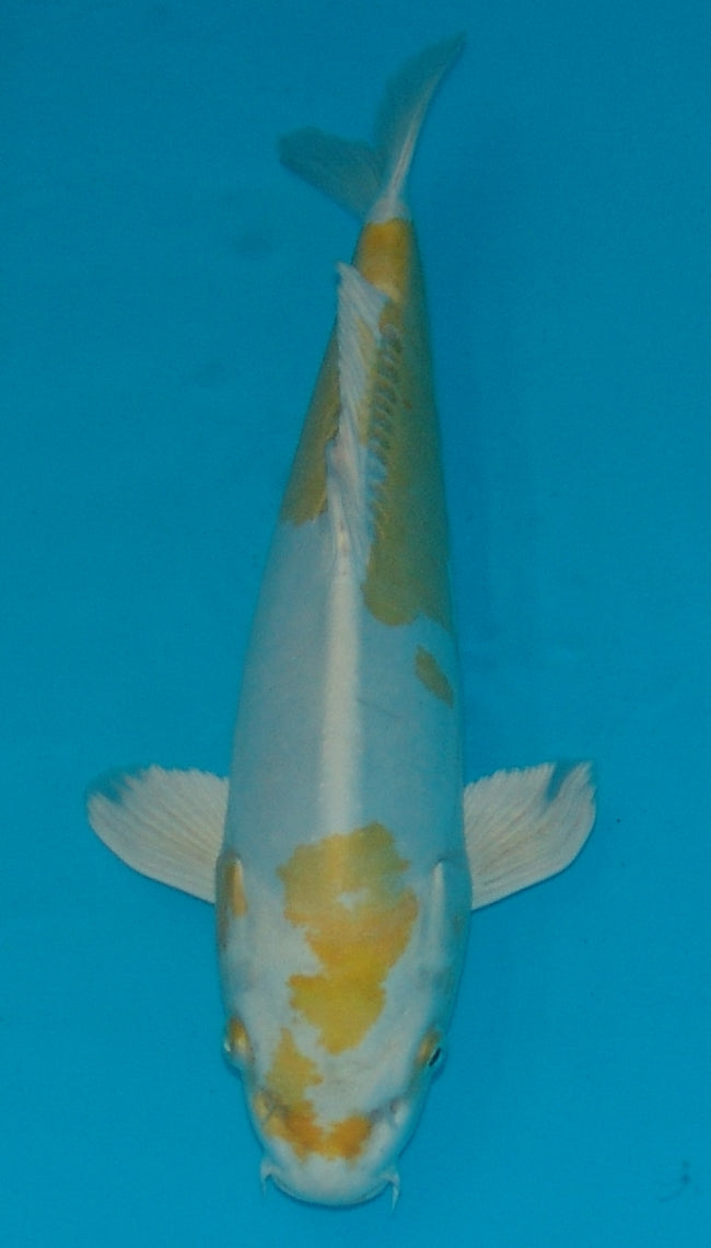 Doitsu Hariwake, k2671