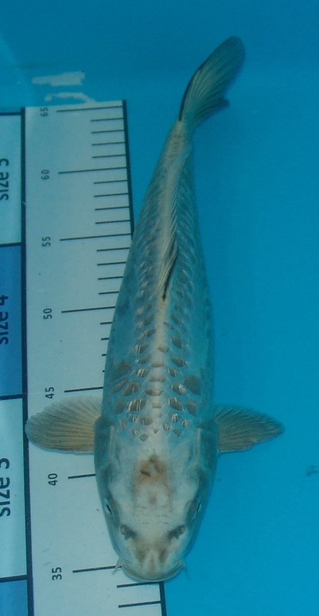 Gin Rin Aragoke Kabuto, k2672