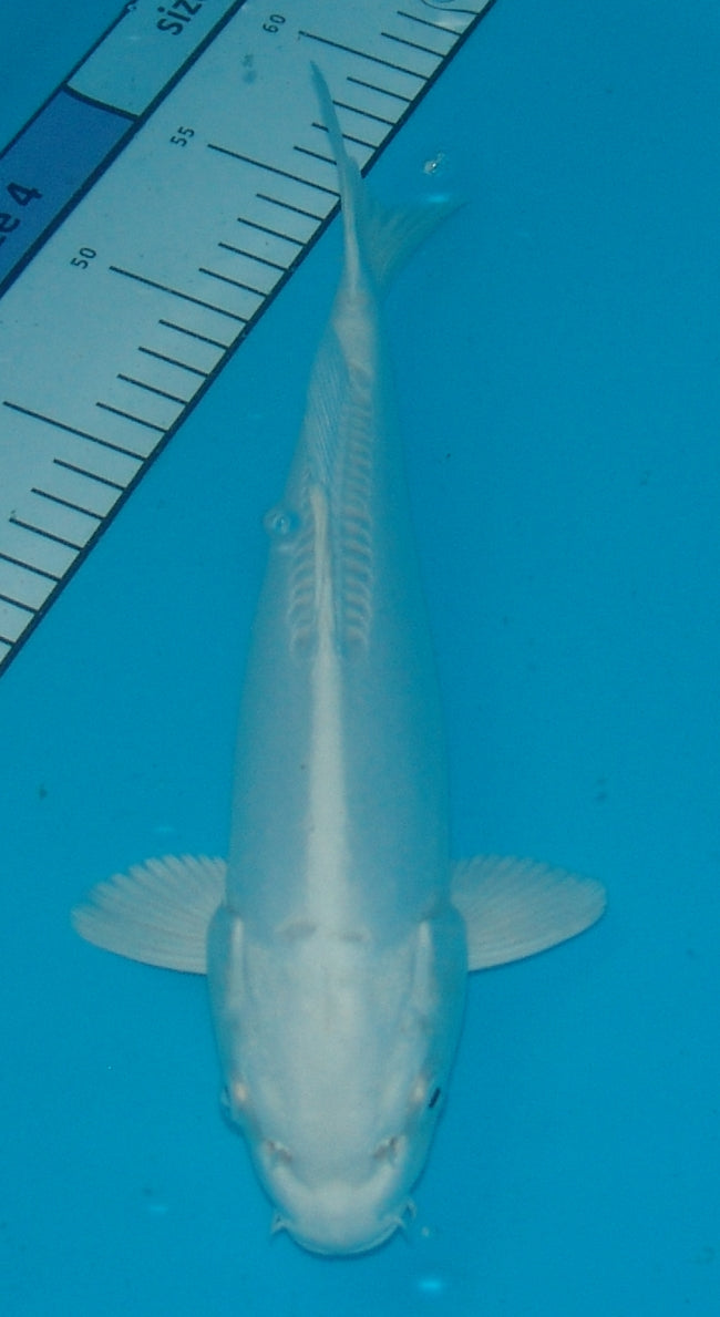 Doitsu Platina (Purachina), k2673