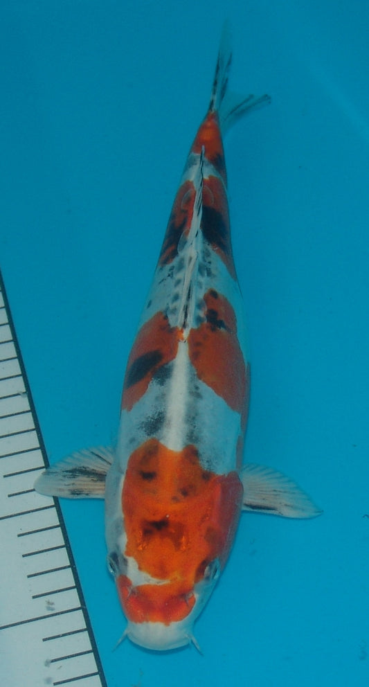 Doitsu Yamatonishiki, k2674