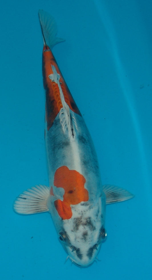 Beni Kikokuryu, k2676