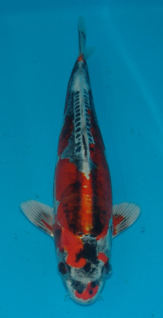 Beni Kikokuryu, k2677