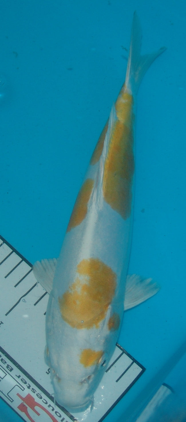 Doitsu Hariwake, k2678