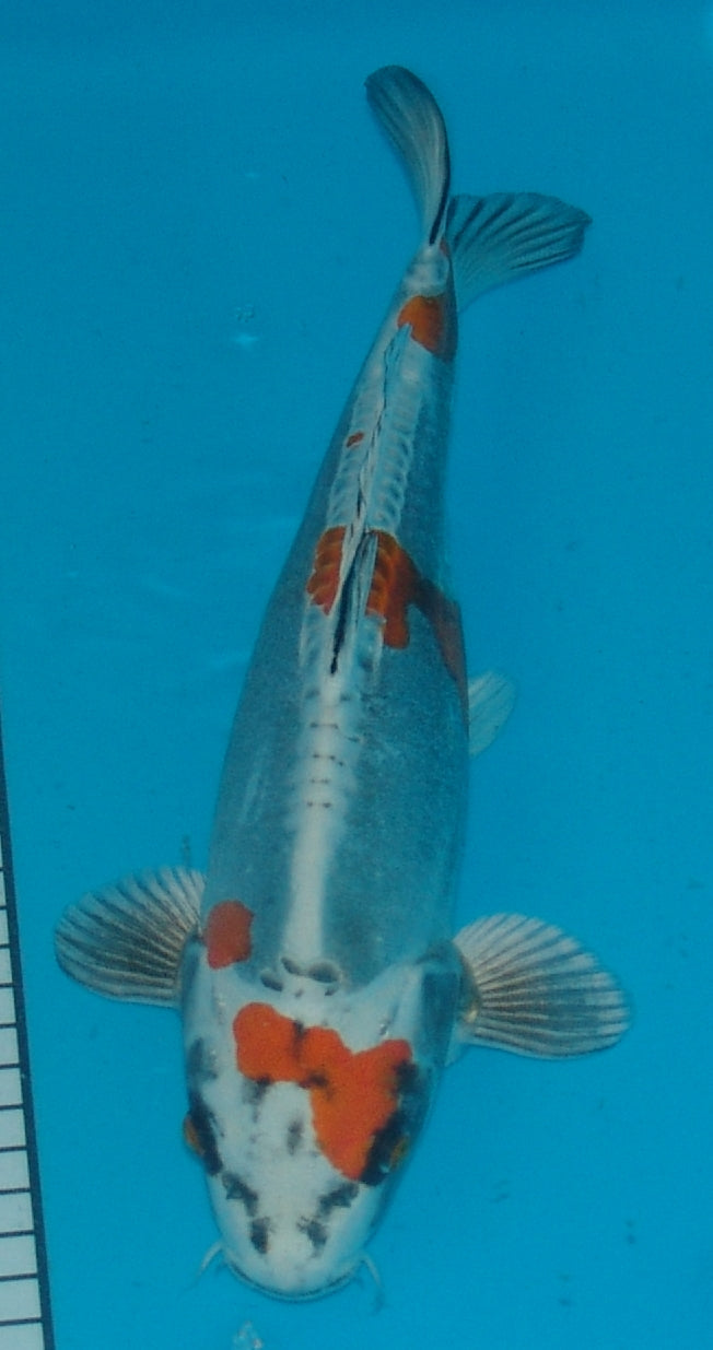 Beni Kikokuryu, k2680