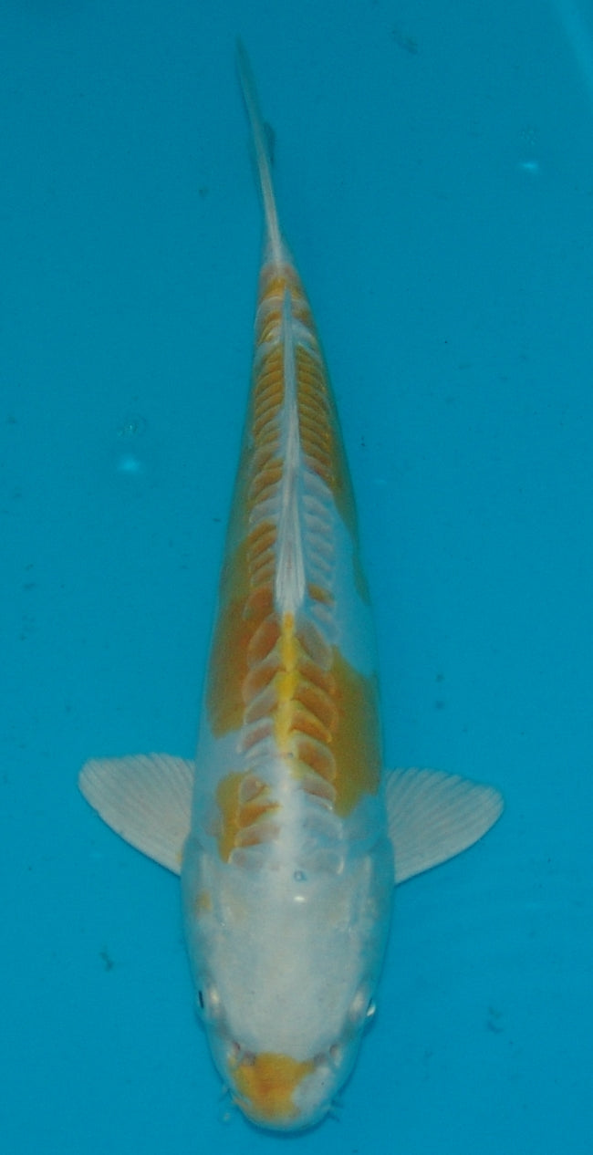 Doitsu Hariwake, k2681