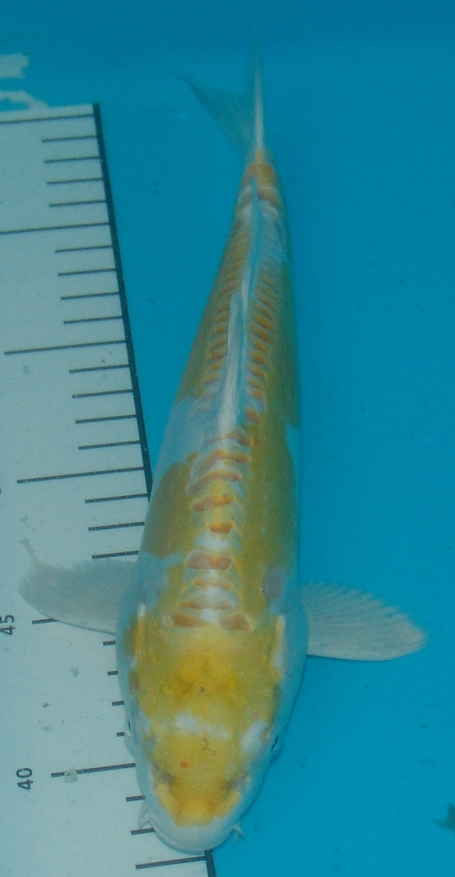 Doitsu Hariwake, k2682