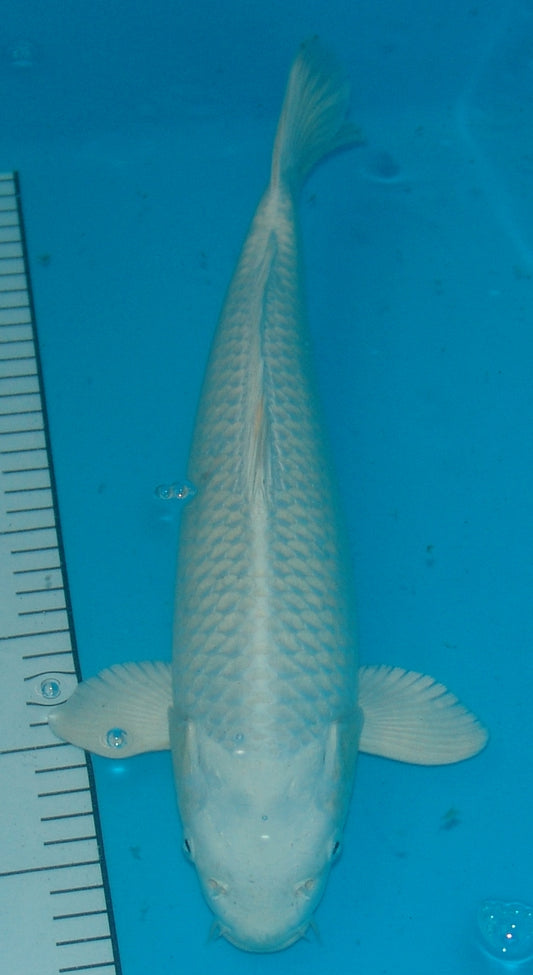 Platina (Purachina), k2685