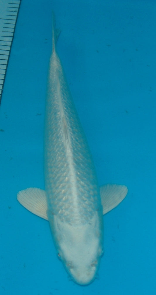 Platina (Purachina), k2687