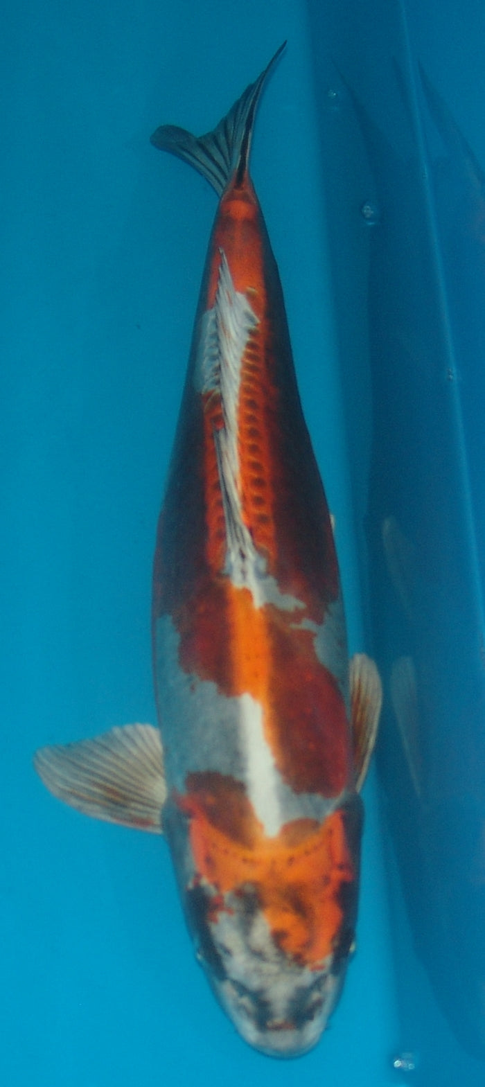 Benikikokuryu, k2696