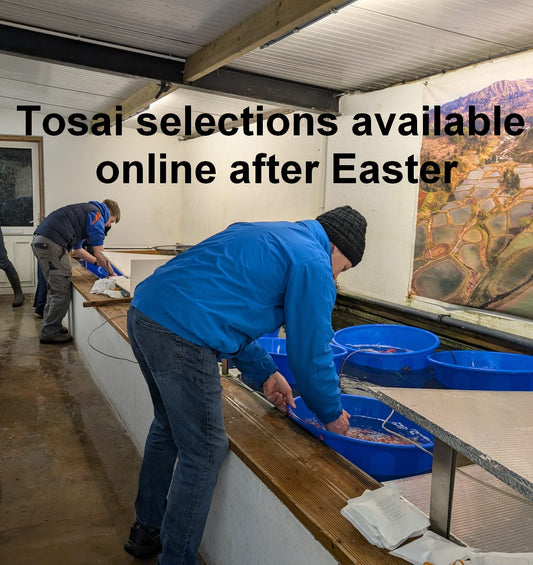 12-15cm Tosai, Mix